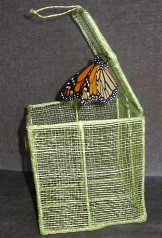 Madam Butterfly » Chrysalis Kits